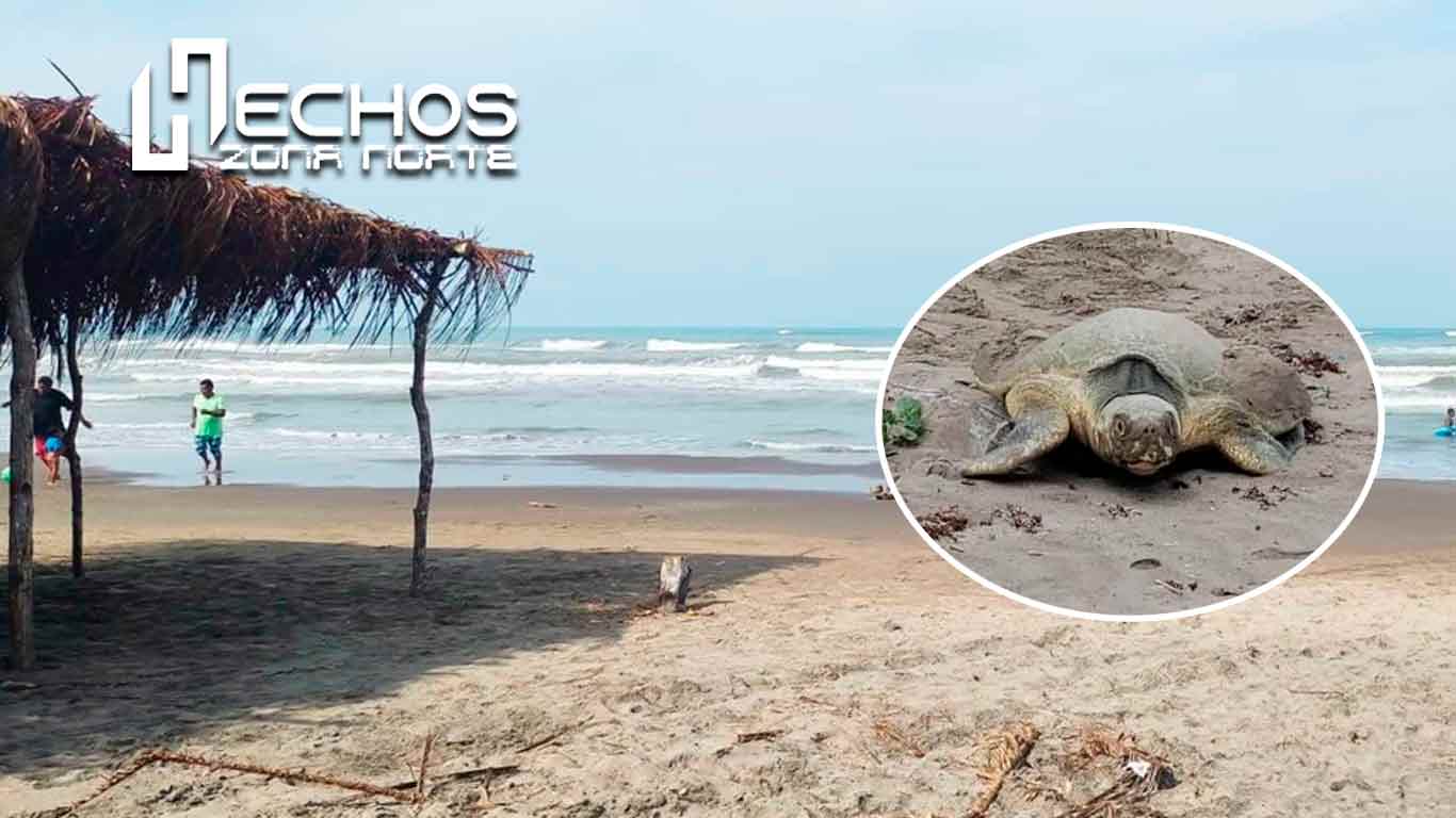 Declaran Área Natural Protegida a Playas del Totonacapan: Conservación y Desafíos Ambientales